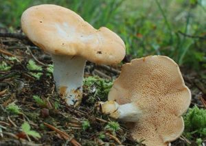 Fricassée de pieds de moutons