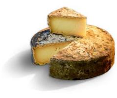 Tomme de montagne (vache)